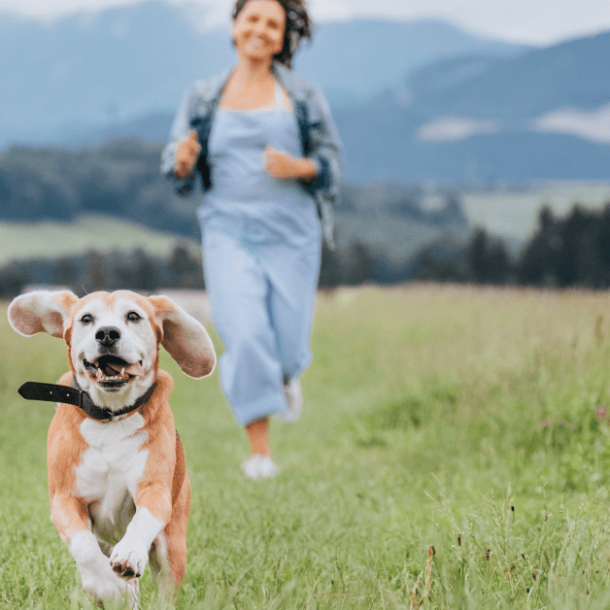 Happy smiling running beagle dog portrait with tongue out and owner female jogging by the mounting meadow grass path. Walking in nature with pets, happy healthy active people lifestyle