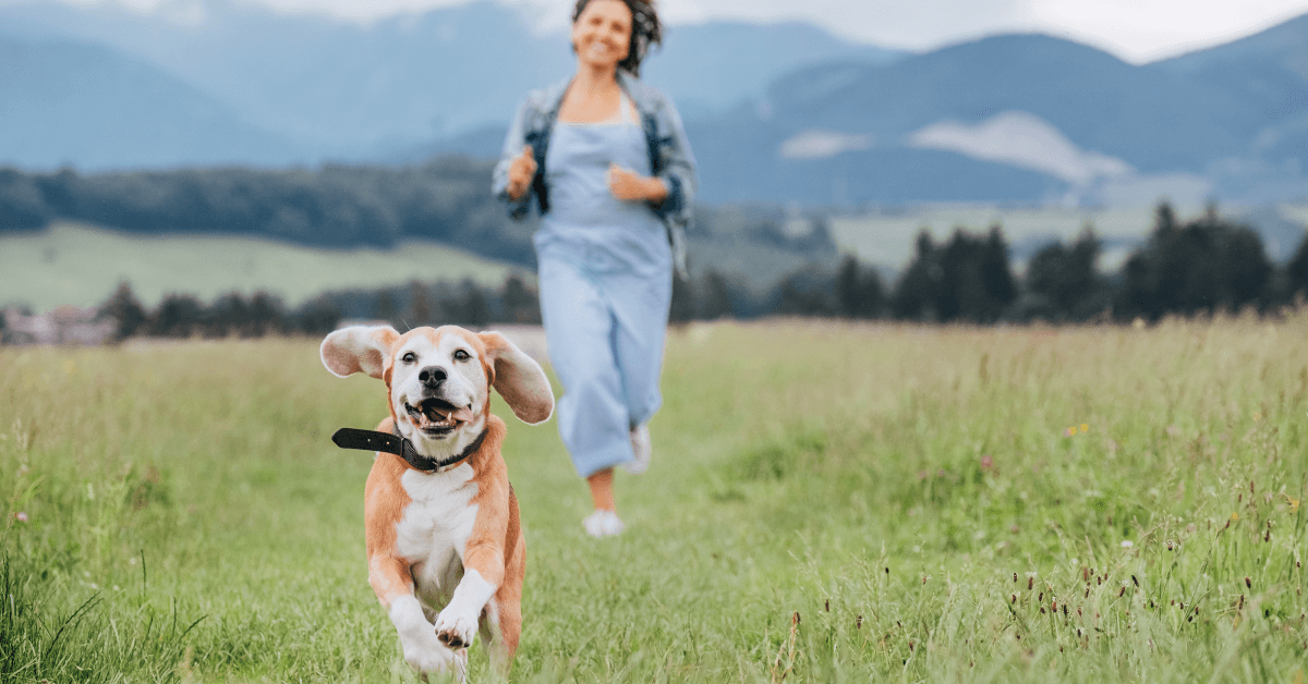 Happy smiling running beagle dog portrait with tongue out and owner female jogging by the mounting meadow grass path. Walking in nature with pets, happy healthy active people lifestyle