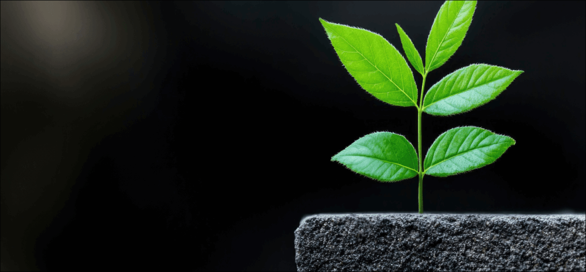 Young Sprout Emerging from Stone Steps - Growth, Progress, and New Beginnings