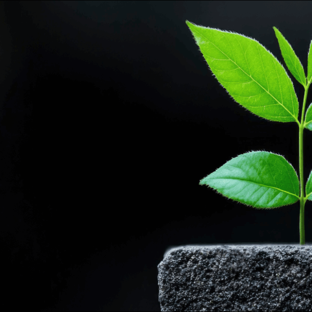 Young Sprout Emerging from Stone Steps - Growth, Progress, and New Beginnings